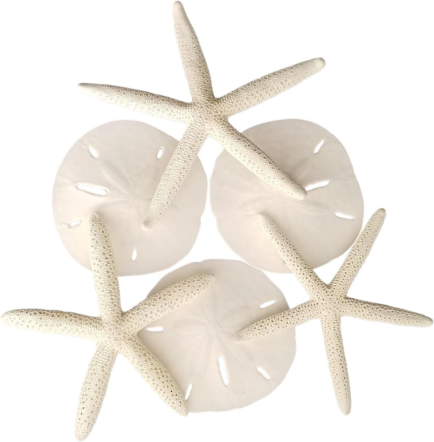 Amazon Com Set Of 6 White Starfish And Sand Dollars 3 Finger Starfish 4 To 6 Inch And 3 Sand Dollars 3 To 3 5 Inch Starfish And Sand Dollars For Crafts By Tumbler Home Home Kitchen