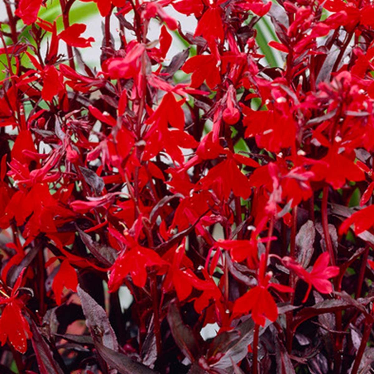 Bloomique - Lobelia ‘Queen Victoria’ - Lobelia escarlata - Rojo - Plantas de estanque - Acuáticas - Resistente al frío - Altura 20-30 cm - Maceta 9 cm