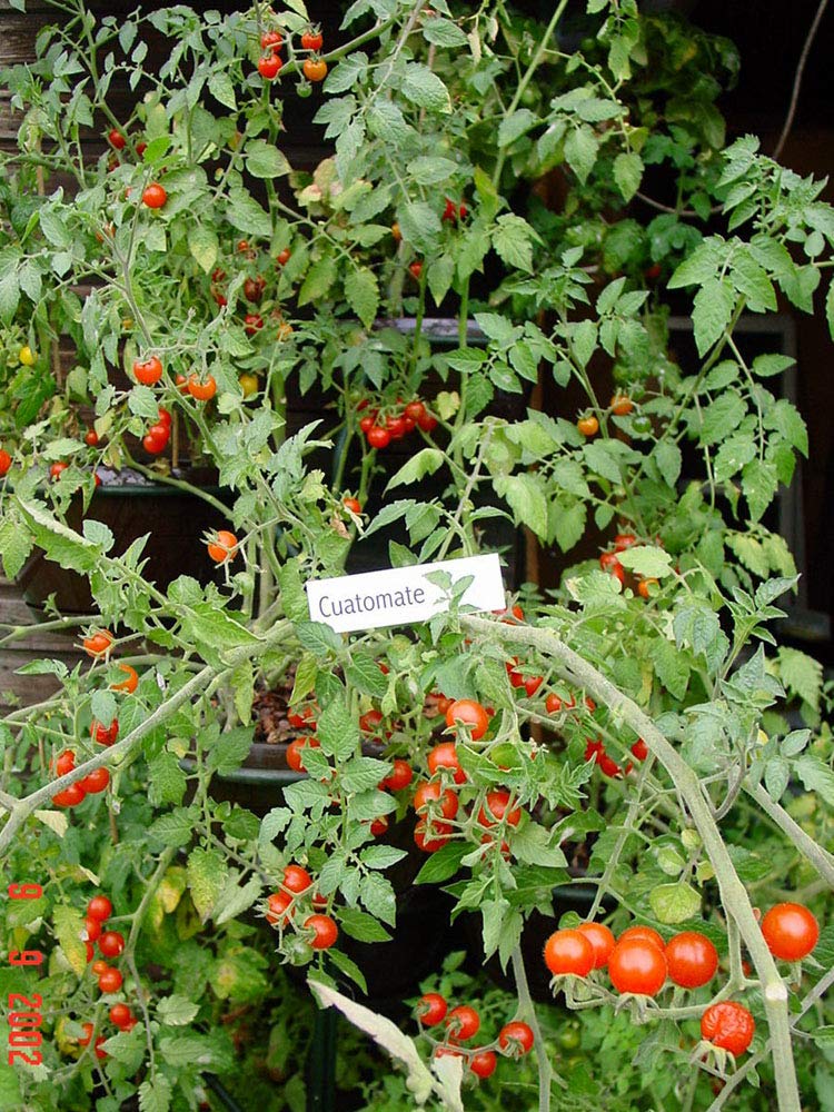 tomato出品 Amazon.co.jp: [SEED] Heirloom Tomato® Cuatomate Air Loom