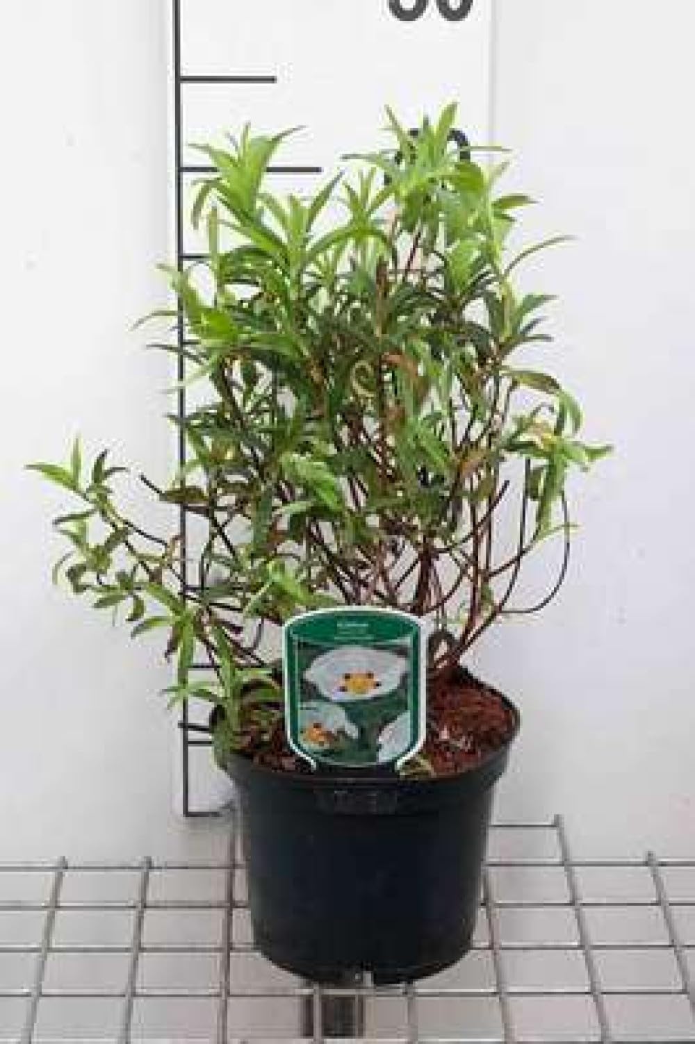 Cistus purp. 'Alan Fradd' - Ciste Pulvérulent 20-25 cm en pot