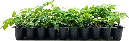 Crape Myrtle Muskogee  10 plantas vivas  Lagerstroemia Indica  Hermoso árbol floreciente de lavanda de bajo mantenimiento disponible en Yaxa Mexico