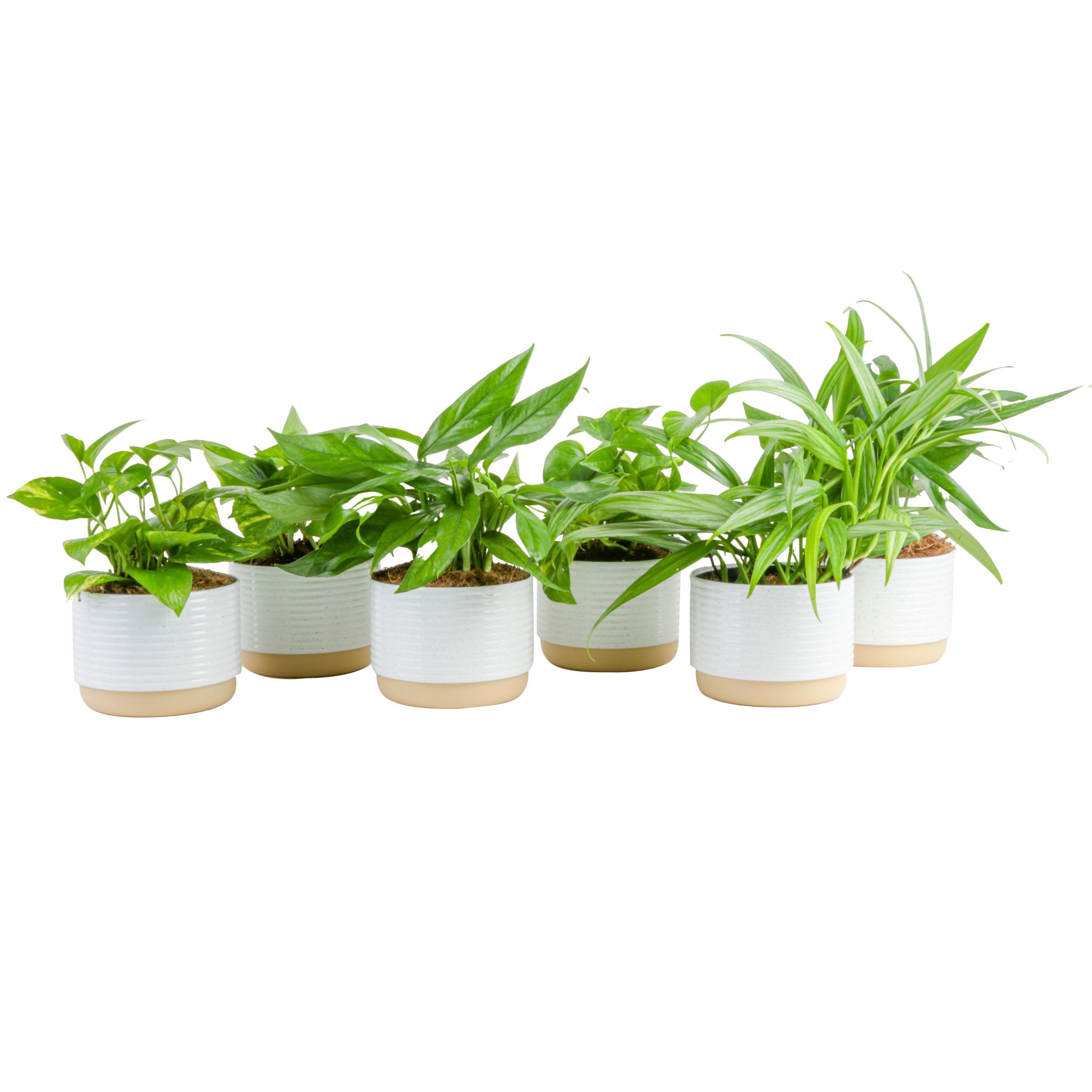 Costa Farms Live Pothos Plants (Pack of 6), Easy to Grow 10-12 Inch Tall Indoor Houseplants, Potted in 6-Inch Plant Pots, Housewarming Room Decor