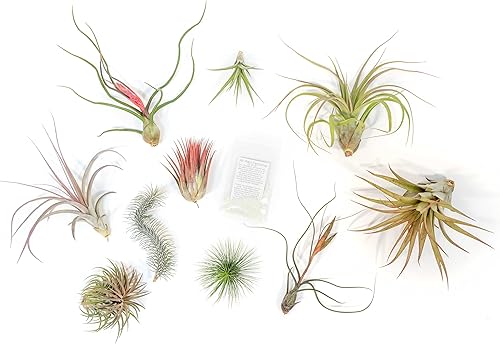 Air Plant Shop Paquete variado prémium con paquete de fertilizantes, al por mayor y a granel, suculentas, Tillandsia viva, plantas de interior y