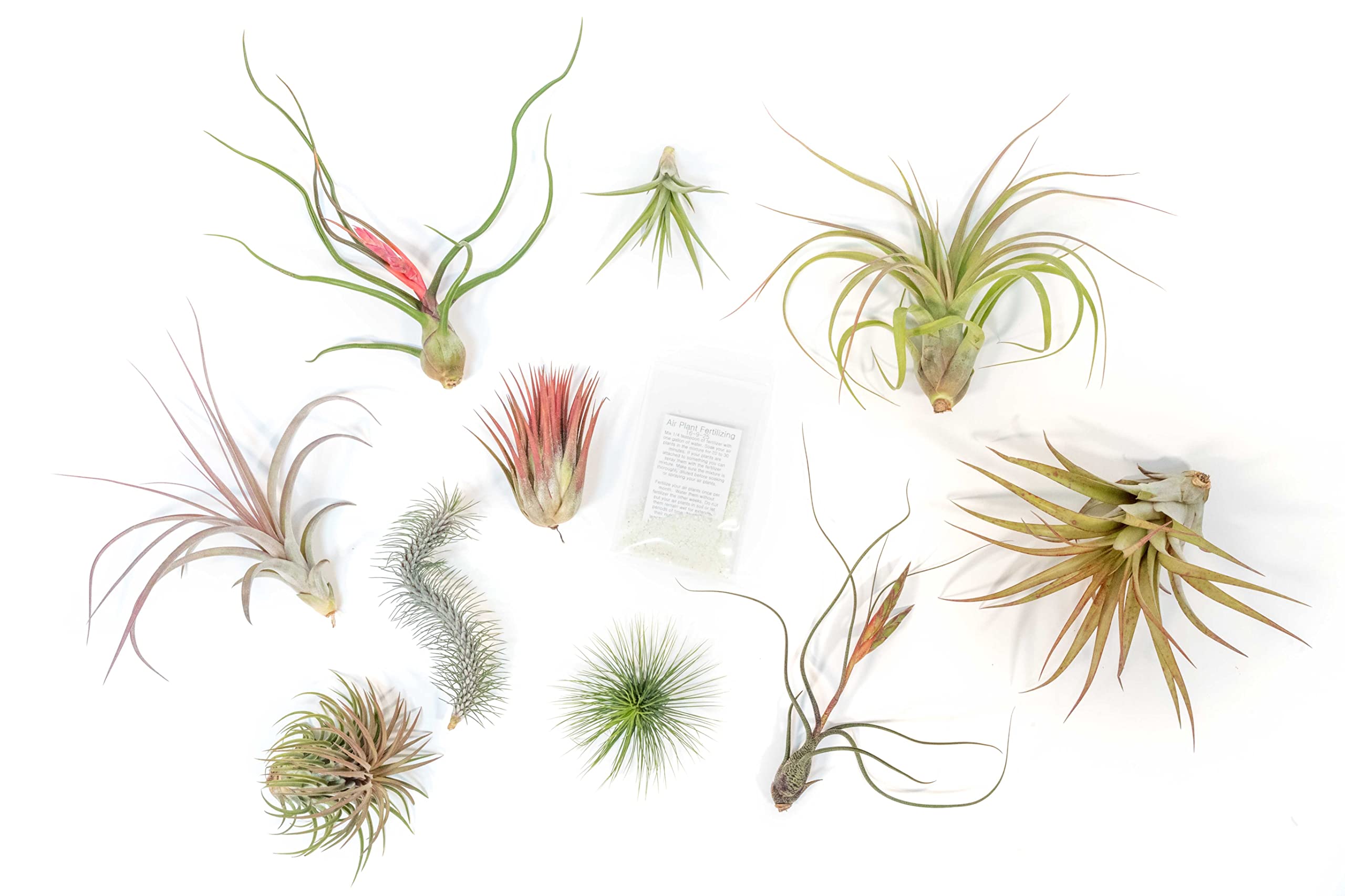 Air Plant Shop 20 Pack Premium Variety Pack with Fertilizer Packet- Wholesale and Bulk - Succulents - Live Tillandsia - Easy Care Indoor and Outdoor