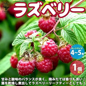 木苺苗　3株 木苺苗 3株 楽天市場】木苺苗3種類セット ラズベリーセット : 母の日 花