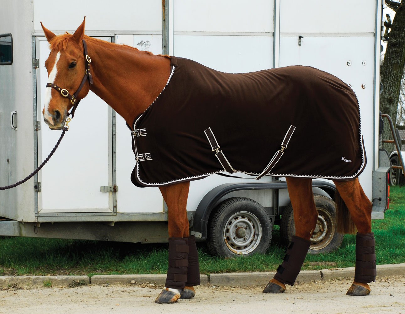 Rhinegold Elite Half Length Travel Boots-Full-Black