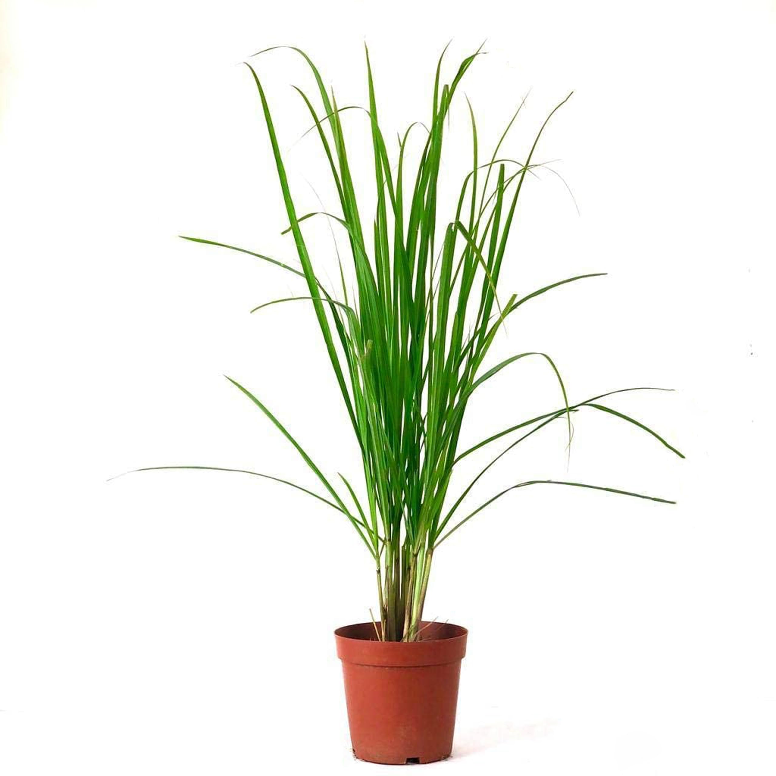 KUSHPLANT Lemon grass Medicinal Plant Live with pot Herb Plants for Home Garden (B0CPBM4RJN) Amazon Price History, Amazon Price Tracker