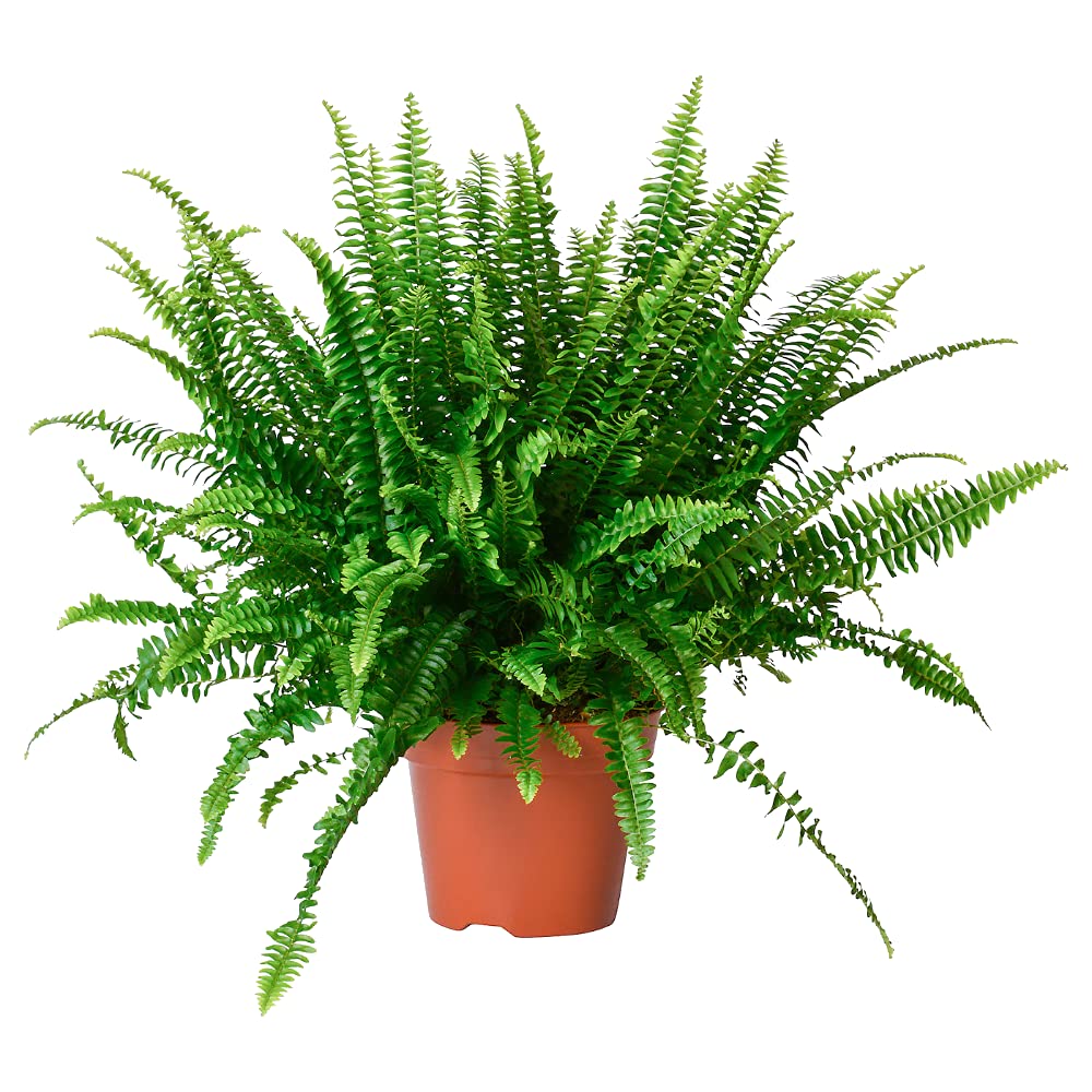 Set 8 Plantas Interior Naturales DECOALIVE: Spathiphyllum - Planta del Café - Palmera Areca - Drácena - Dieffenbachia - Helecho - Hiedra - Chamaedorea Elegans