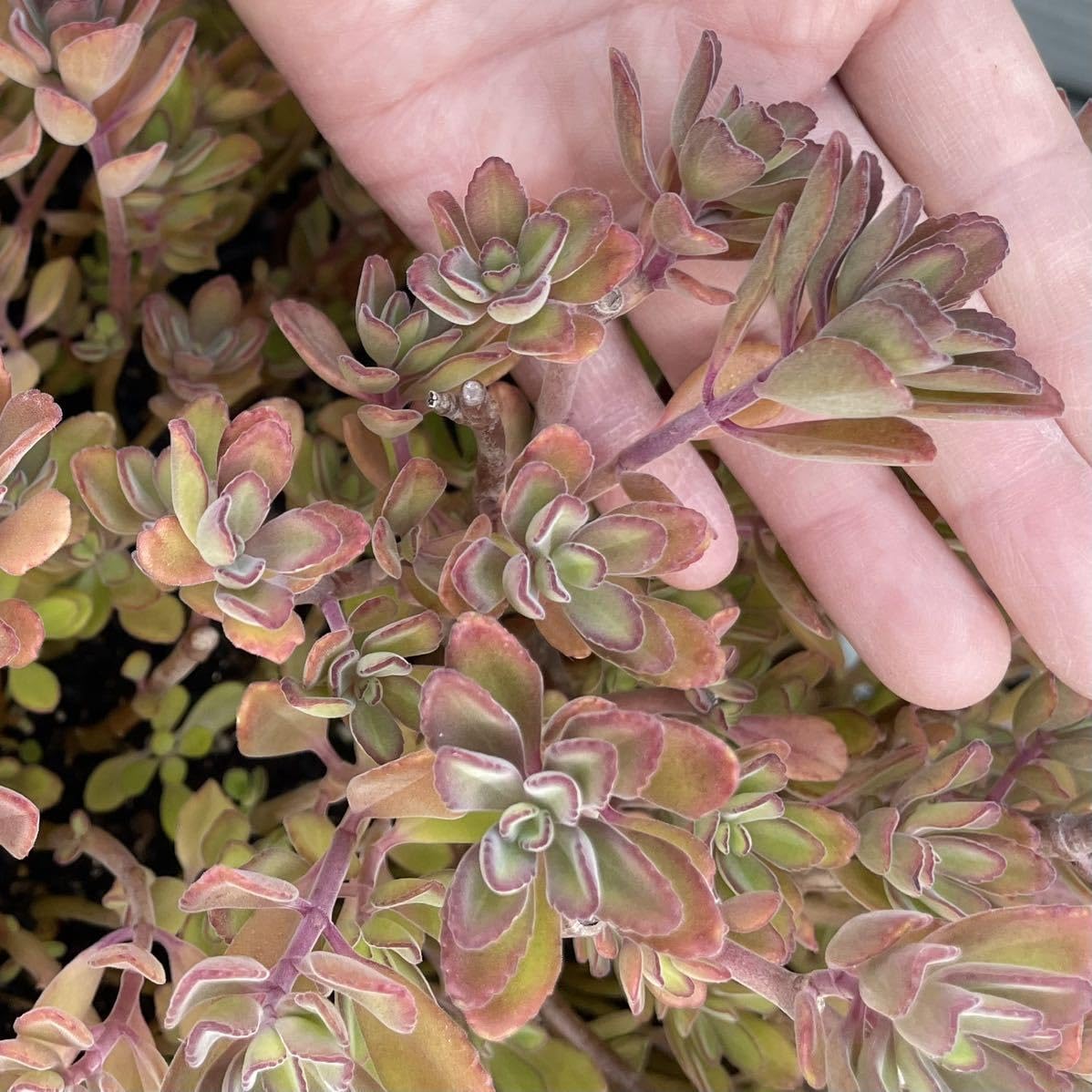 Amazon.co.jp: 緊急おペンテリー紅葉始まりました！多肉植物＊セダム 