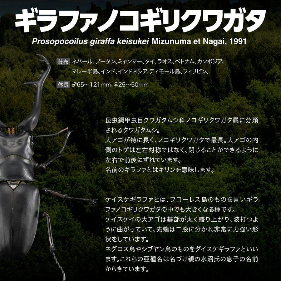 いきもの大図鑑プレミアム ギラファノコギリクワガタ いきもの大図鑑プレミアム ギラファノコギリクワガタ | ナムコ