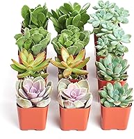 Shop Succulents Live Mini Succulents Pack of 12 - Assorted Colors & Textures, Low Maintenance Plants for Weddings, Gifts & Gardens