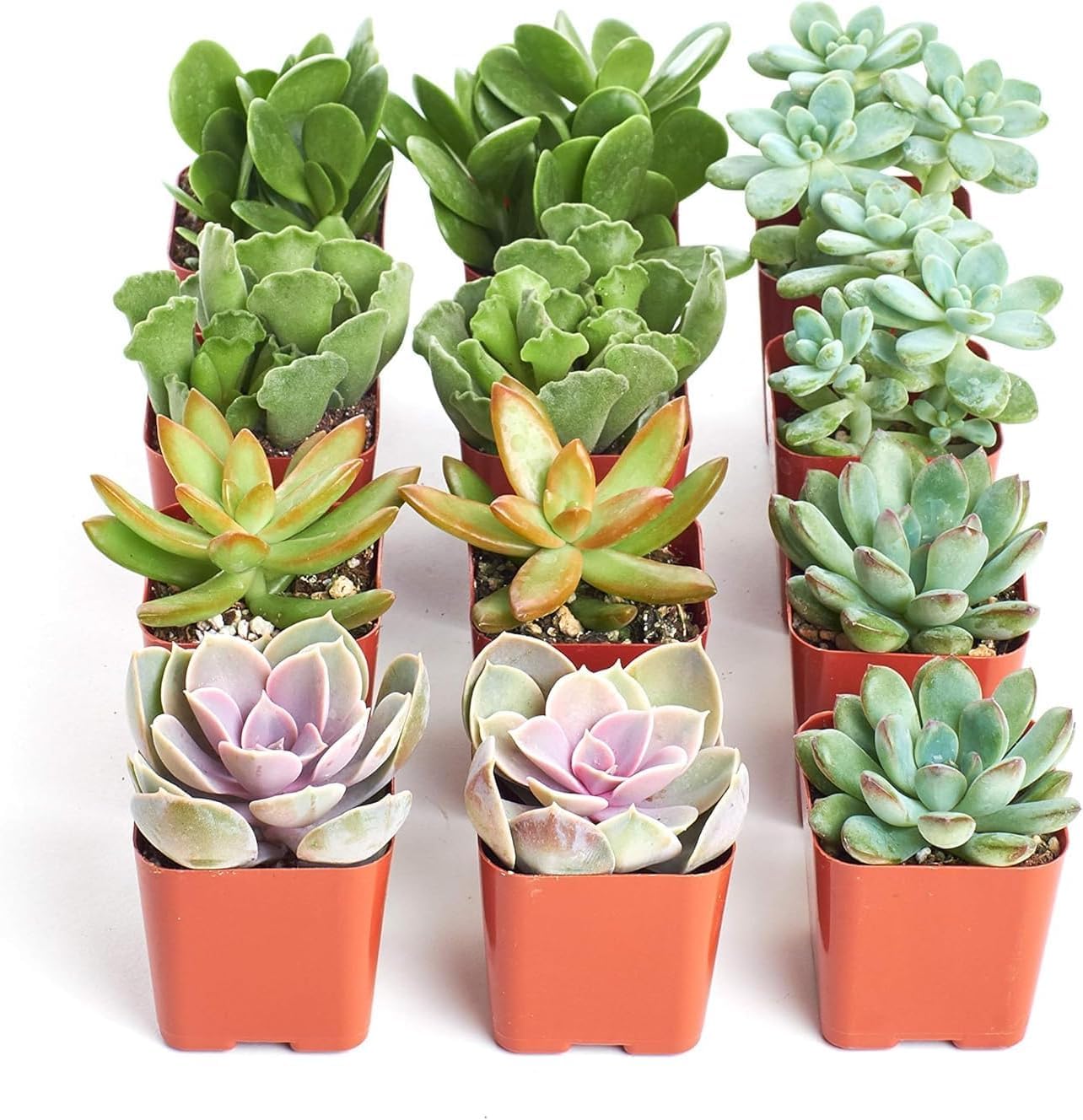 Shop Succulents Assorted 12-Pack