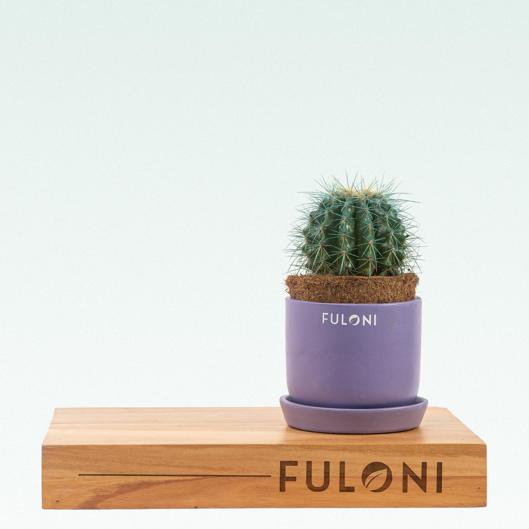 FULONI Barrel Cactus Blue Plant in Terracotta Pot (Purple/S)