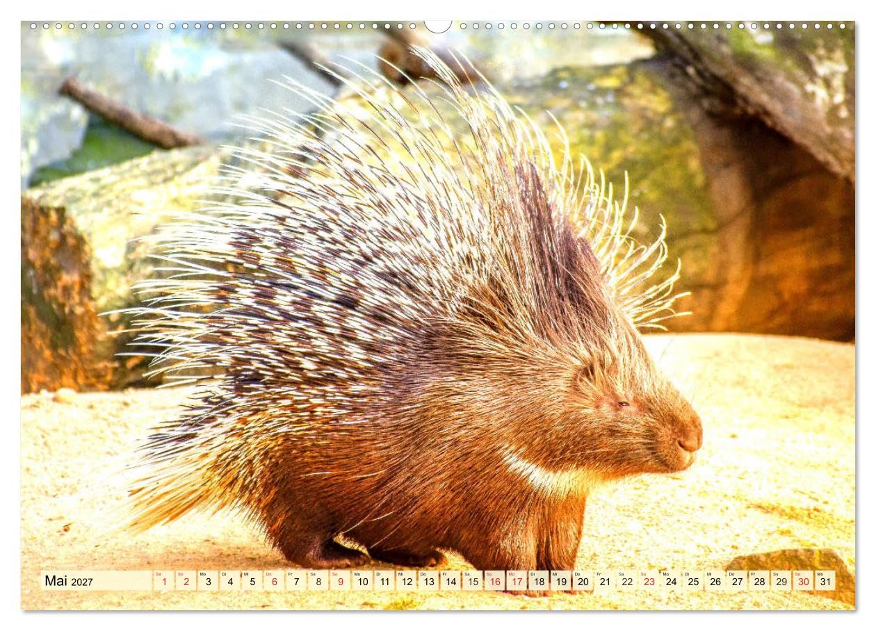 CALVENDO - Nagetiere. Hamster, Kaninchen und Co. (Wandkalender 2027 DIN A2 quer), Monatskalender: Hübsche Exemplare aus der großen Familie der Nagetiere