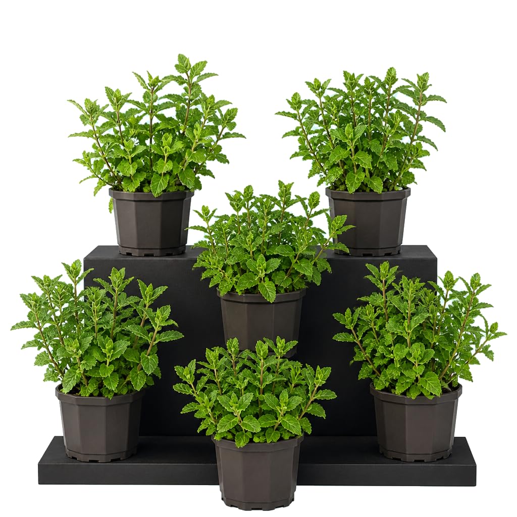 DECOALIVE Set de 6 Flores: Mentha Spicata, Menta de Jardín, 25-30 cm de Altura, para Huerto Urbano