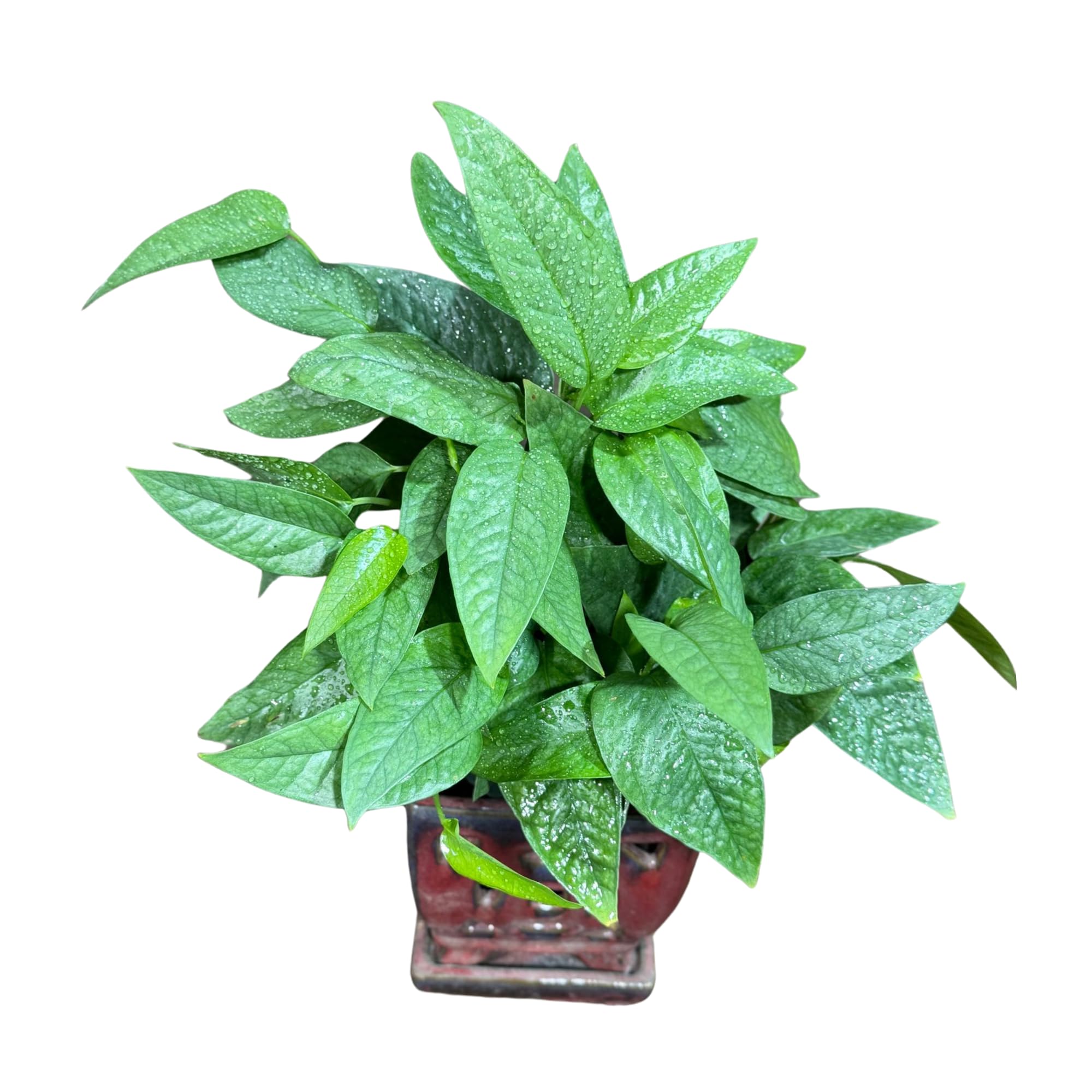 PLANTVERS Cebu Blue Pothos in a 6 Inch Nursery Pot