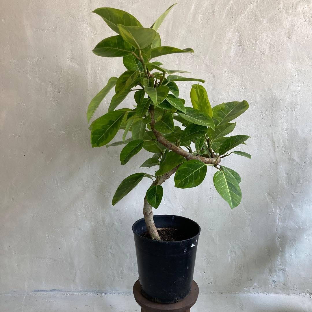 Amazon｜フィカス アルテシーマ プラスチック鉢 観葉植物｜観葉植物