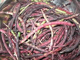 Fresh Seeds - Speckled Purple Hull Cowpea (YNKS) Seed - Southern Peas Field Pea Seeds (1 Ounce (-+165))