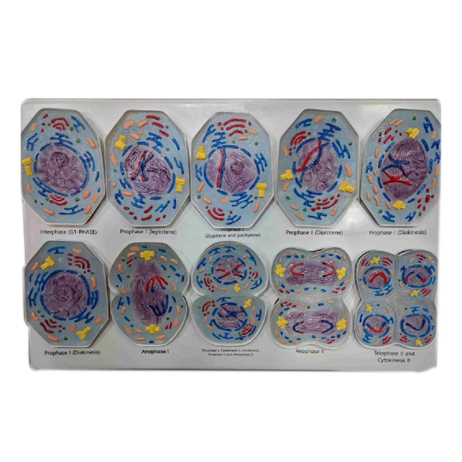 FHUILI Cell Indirect Division Anatomy Model - Educational Model Meiosis Model - 10 Parts Cell Meiosis Model - for Biological Teaching Study Display,Lab Supplies