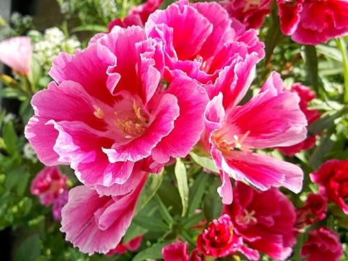 Miniatura 7 de Godetia Seed Mx Godetia Grandiflora Multicolor Flores de satén Clarkia de despedida a primavera, 500 semillas de flores mixtas