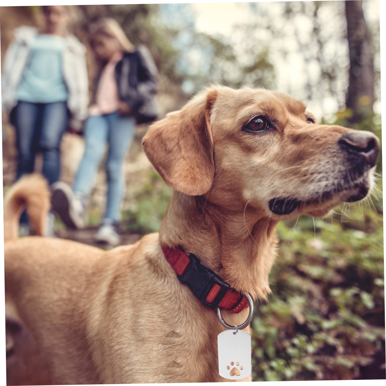 minkissy 20 Piezas Etiqueta De Identificación De Perro Etiqueta De Nombre De Perro Etiqueta De Mascota En Perro Grabado Espacios En Metal Acero Inoxidable Sublimación