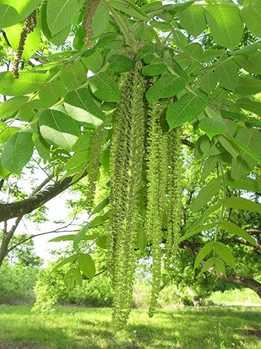 4 semillas de árbol de corazón para plantar - Juglans ailantifolia Cordiformis