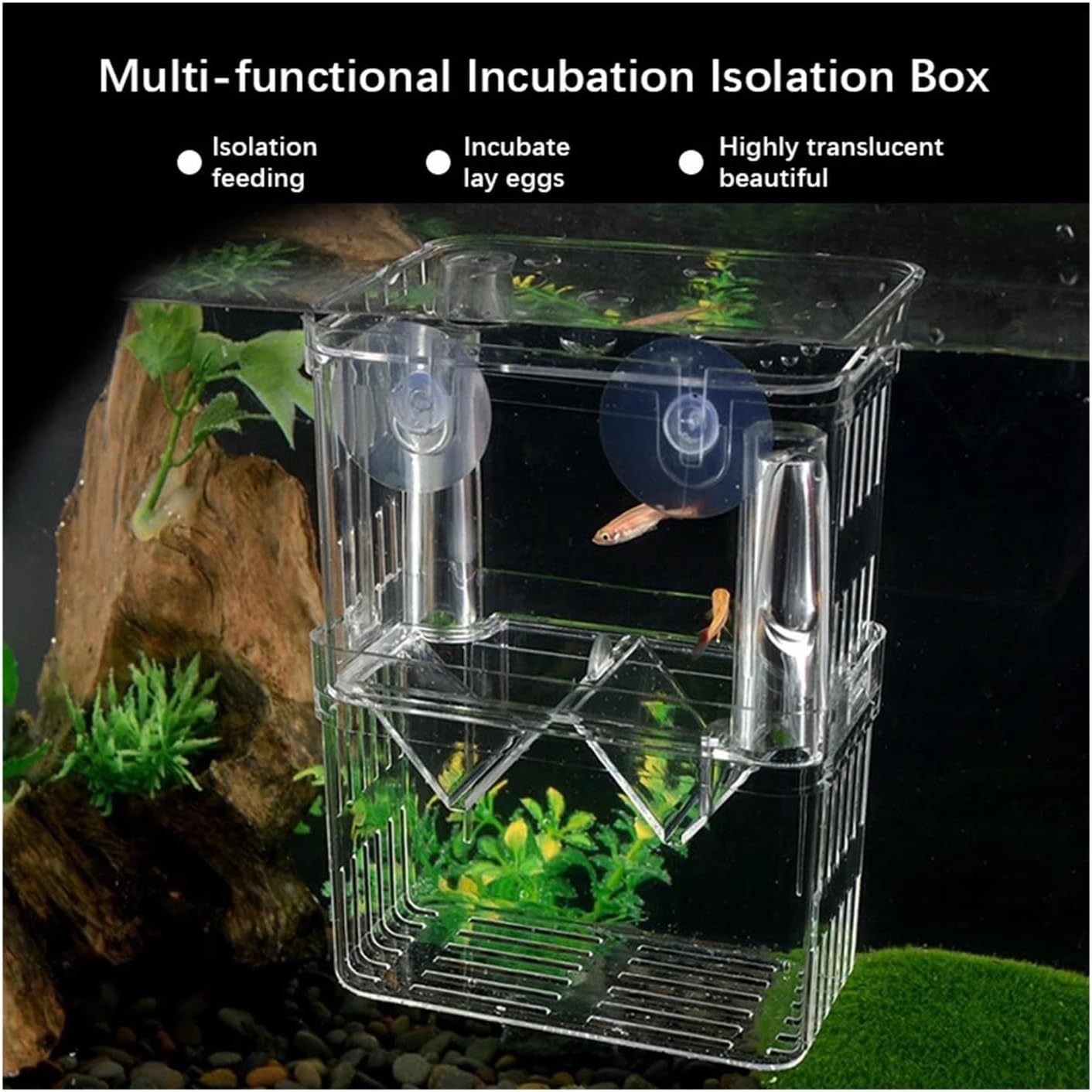 Acrylic Fish Breeding Box for Betta & Peacock Fish - Isolation Tank for Spawning, Hatching & Fry Care(Incubation Box L)