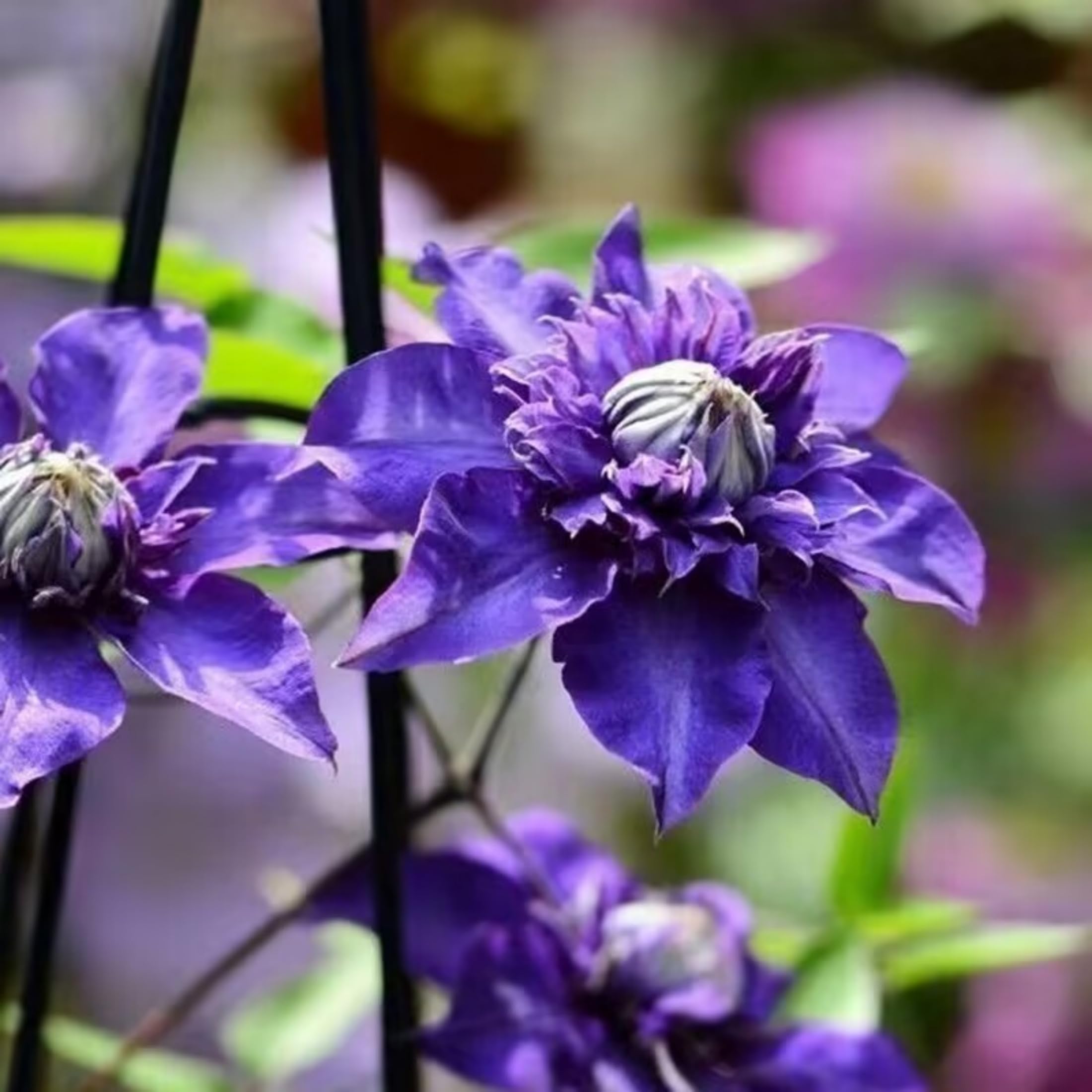 Clematis is a Perennial Climbing Plant with Vibrant Colors and Strong Vitality, Perfect for Balcony and Garden Landscaping.Hardy Perennial, Excellent Display-10bulbs-C