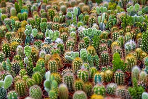 Mezcla de semillas de cactus - Más de 50 semillas - Enviados desde Iowa, EE. UU. - Cultivar cactus exóticos