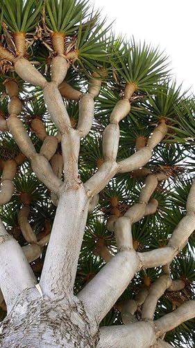 Semillas de árbol bonsái de sangre de dragón para cultivar, 6 semillas, Dracaena Draco Seeds para plantar, semillas de árboles exóticos, árbol