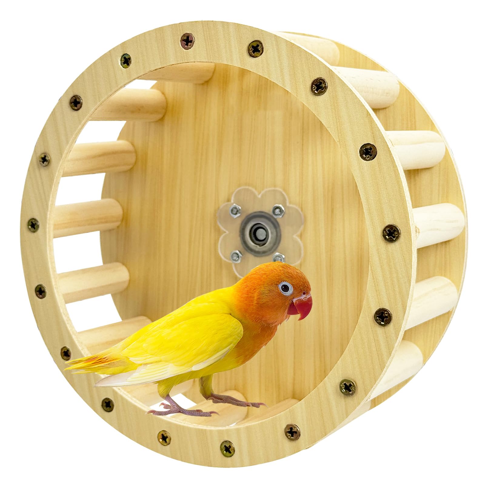 Roue de course à pied en bois pour perruche et calopsitte