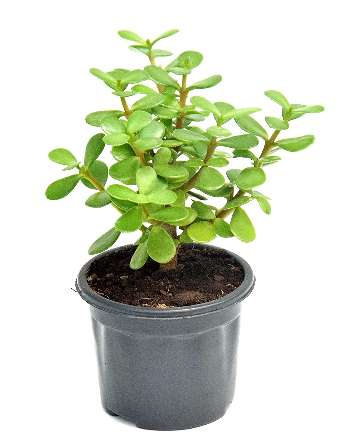 Plants Beauty Circle MONEY ATTRACTING INDOOR LAXMI JADE PLANT (pack of 1) (B0B1V9S8JW) Amazon Price History, Amazon Price Tracker