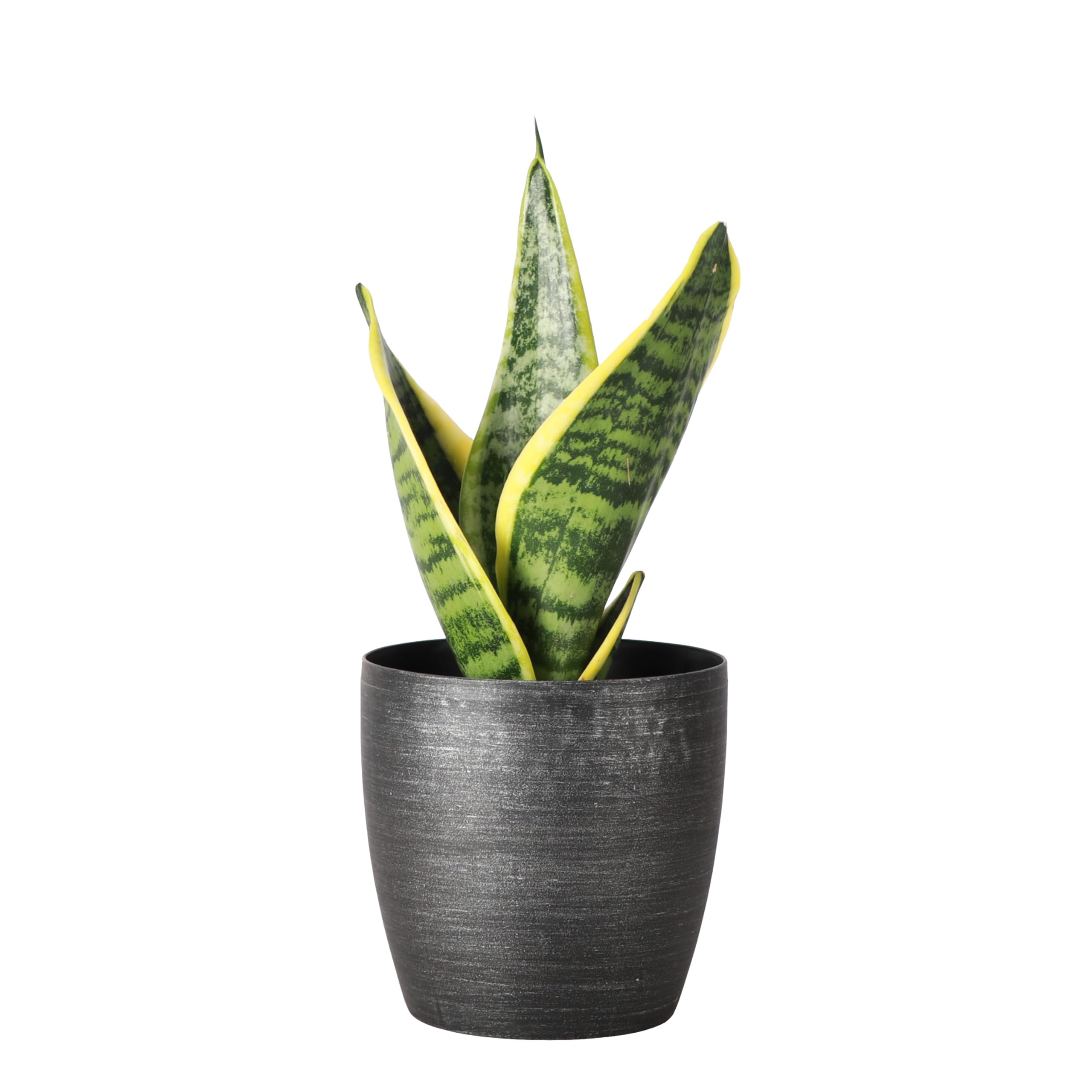 Amazon.com : Thorsen's Greenhouse Variegated Snake Plant, Dracaena