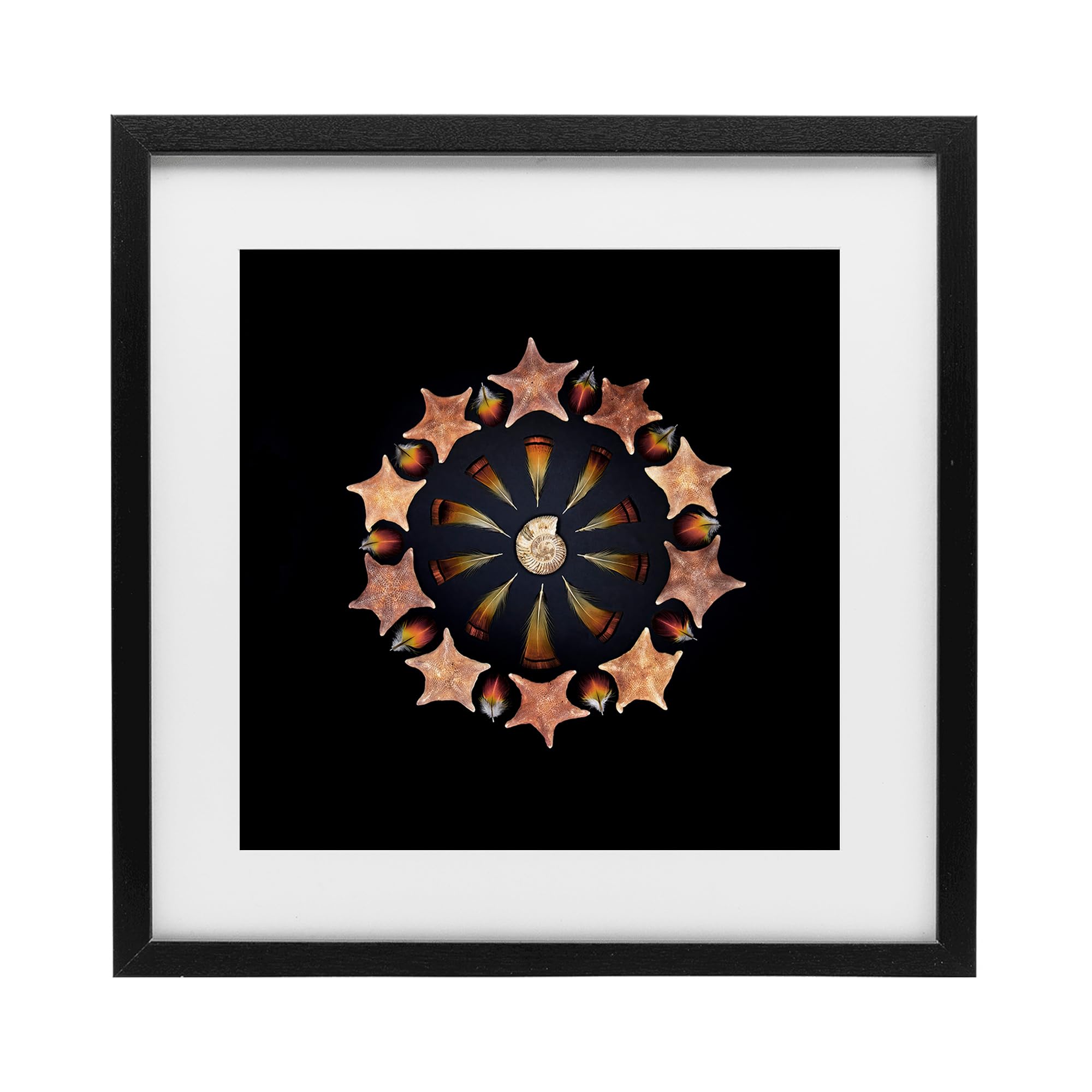 Stupell Industries 'Nautical Nature Arrangement', Framed Print Under Glass, Black, 16 x 16 Inches, Easy to Hang and Sturdy, Made in USA, by Beth Adoette