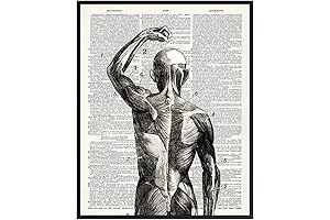 Artful Muscles: An Anatomical Masterpiece for Medical Spaces