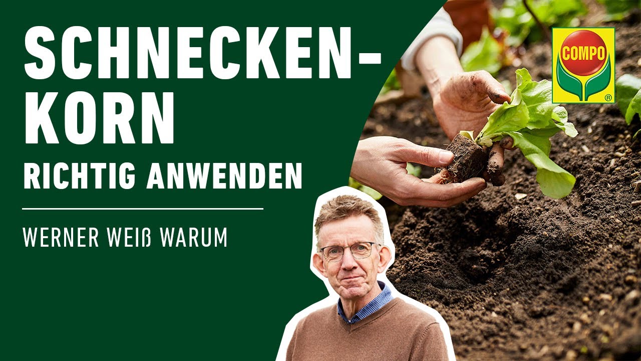 COMPO Schneckenkorn - 550g - regenfestes Streugranulat gegen  Nacktschnecken, fr den kologischen Landbau geeignet : Amazon.de: Garten