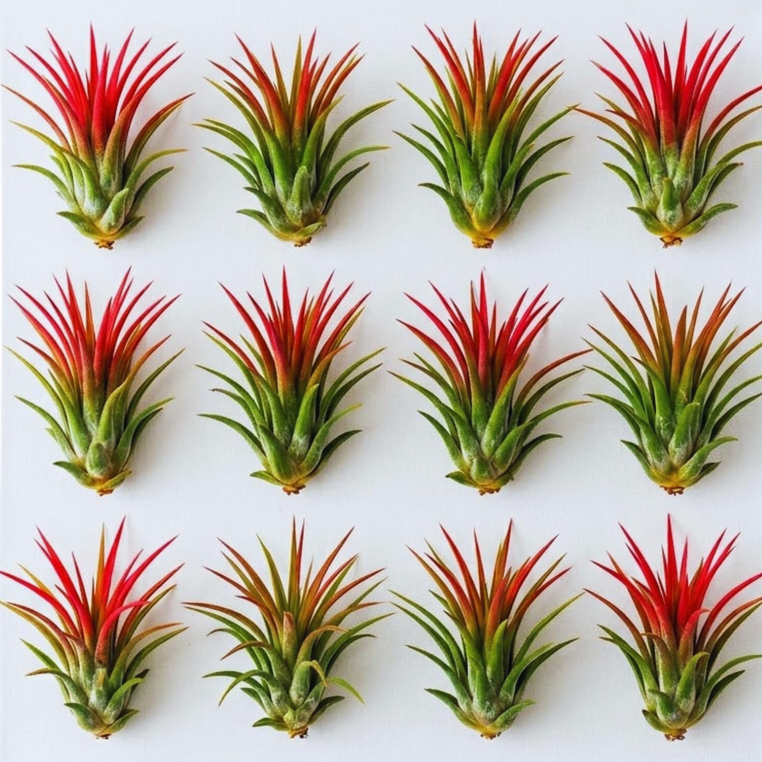 Amazon.com : 12 Air Plants, Tillandsia Air Plants Live Houseplants for  Garden, Red Lonantha Tillandsia Plant : Patio, Lawn & Garden