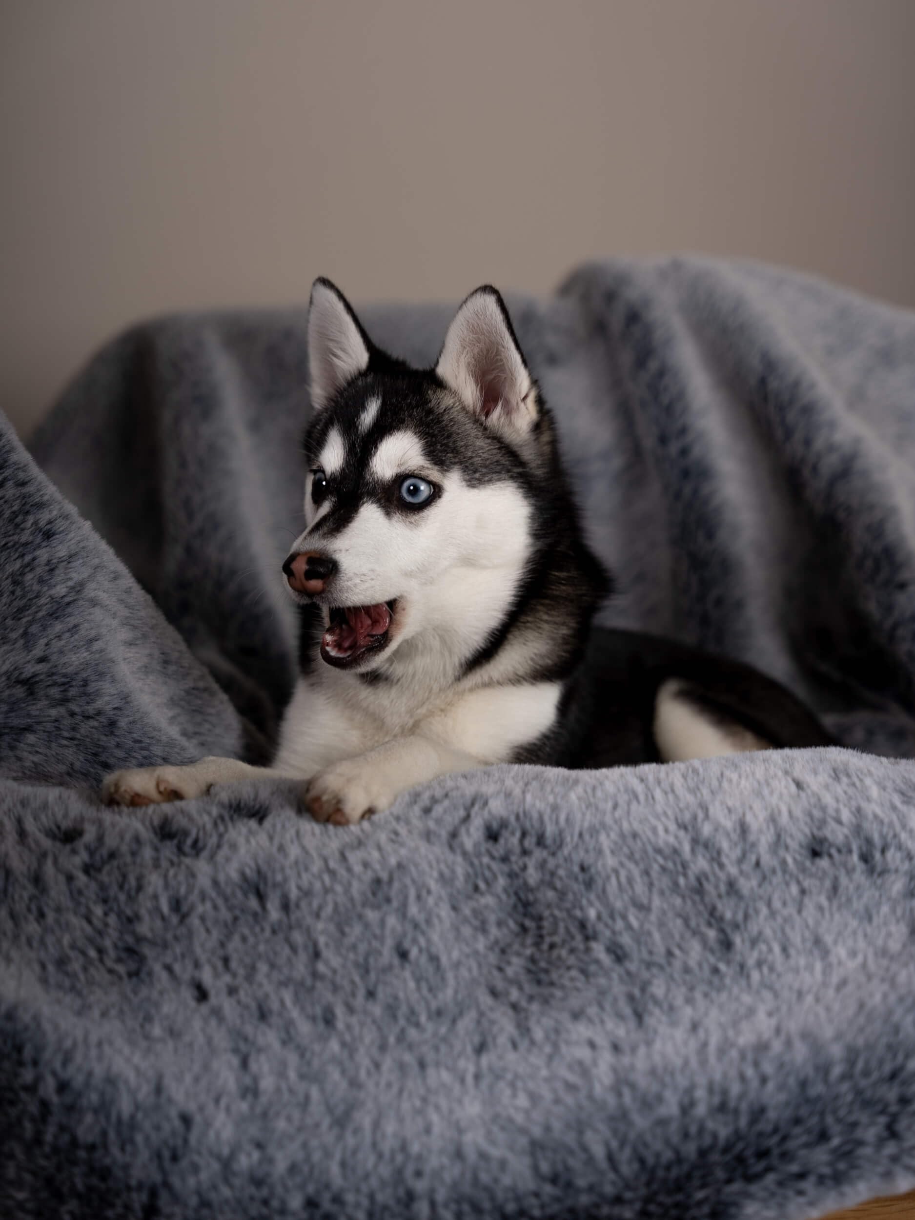 TrendPet Yuma Felldecke - Kuschelige Premium Hundedecke, geeignet für Hunde und Katzen oder in XXL als Sofadecke (170 x 100cm)