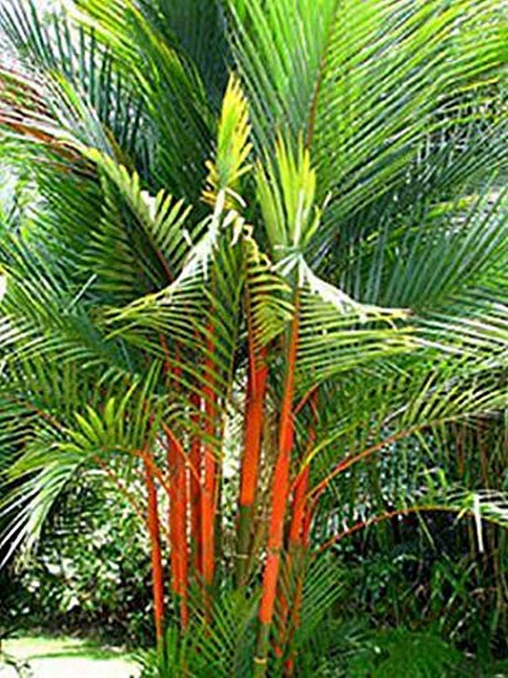 Creative Farmer Palm Tree Live Plant Indoor & Outdoor - Rare Cyrtostachys Renda Red Palm Seedling Thailand Ornamental () Exotic Rajah (1 Live Palm Plant) (B08Q8L93YB) Amazon Price History, Amazon Price Tracker