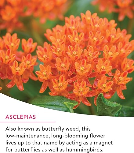 Miniatura 4 de Burpee Mezcla de flores silvestres Monarch Sanctuary Seeds 25,000 semillas sin OMG, 3 tipos de hierba de mariposa más aciano, altramuces