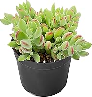 Vista 1 de Cotyledon Pendens de 4 pulgadas, suculenta viva completamente enraizada en macetas con mezcla de tierra, planta doméstica rara para la decoración