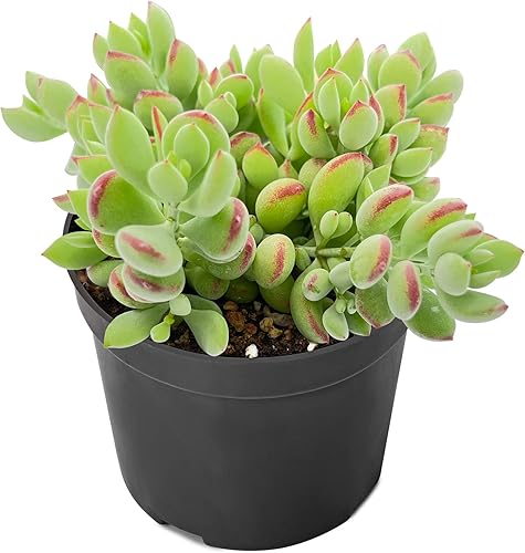 Cotyledon Pendens de 4 pulgadas, suculenta viva completamente enraizada en macetas con mezcla de tierra, planta doméstica rara para la decoración