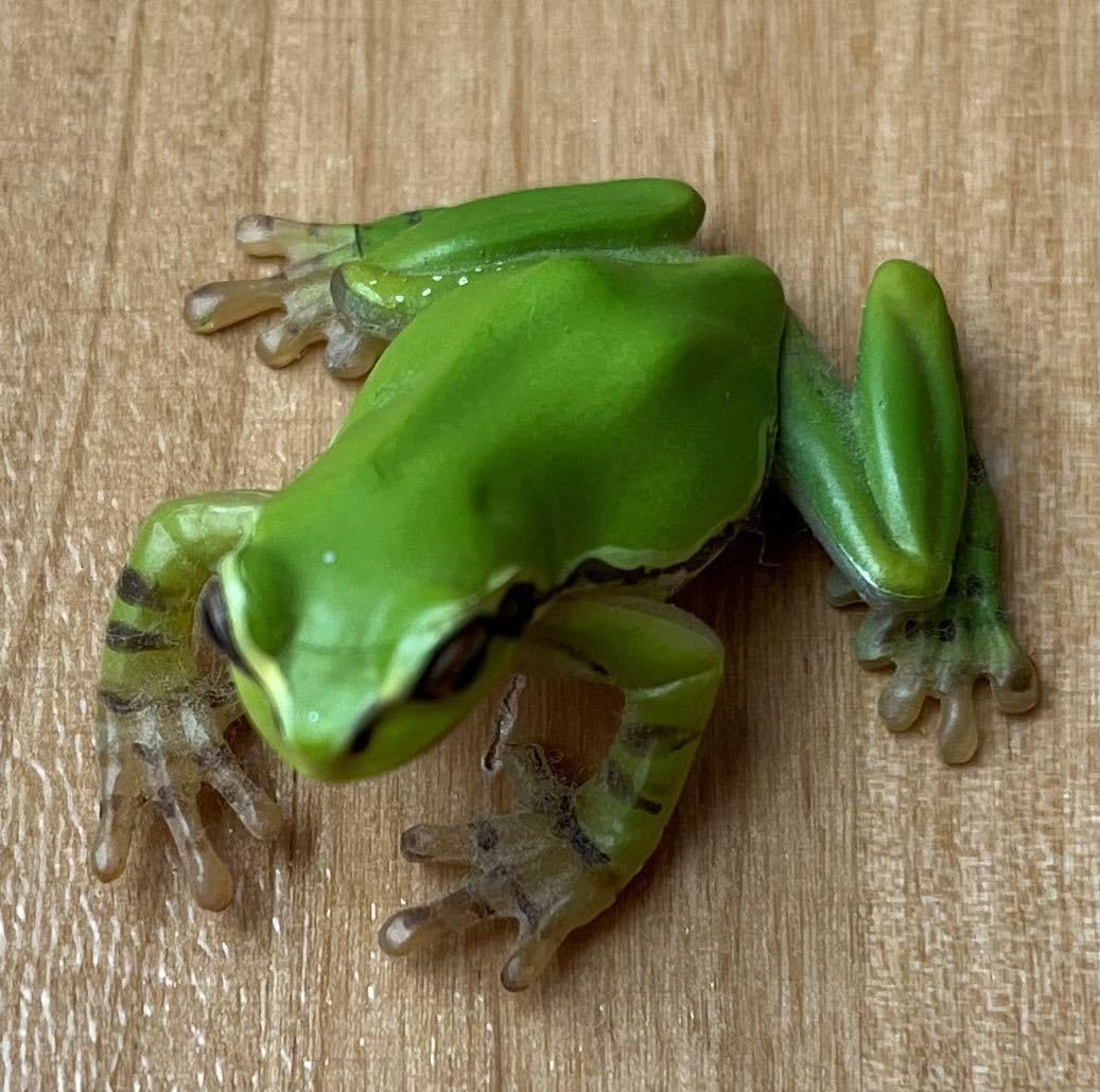 Amazon.co.jp: ◇原色両生類 カエル図鑑 ニホンアマガエル リアル