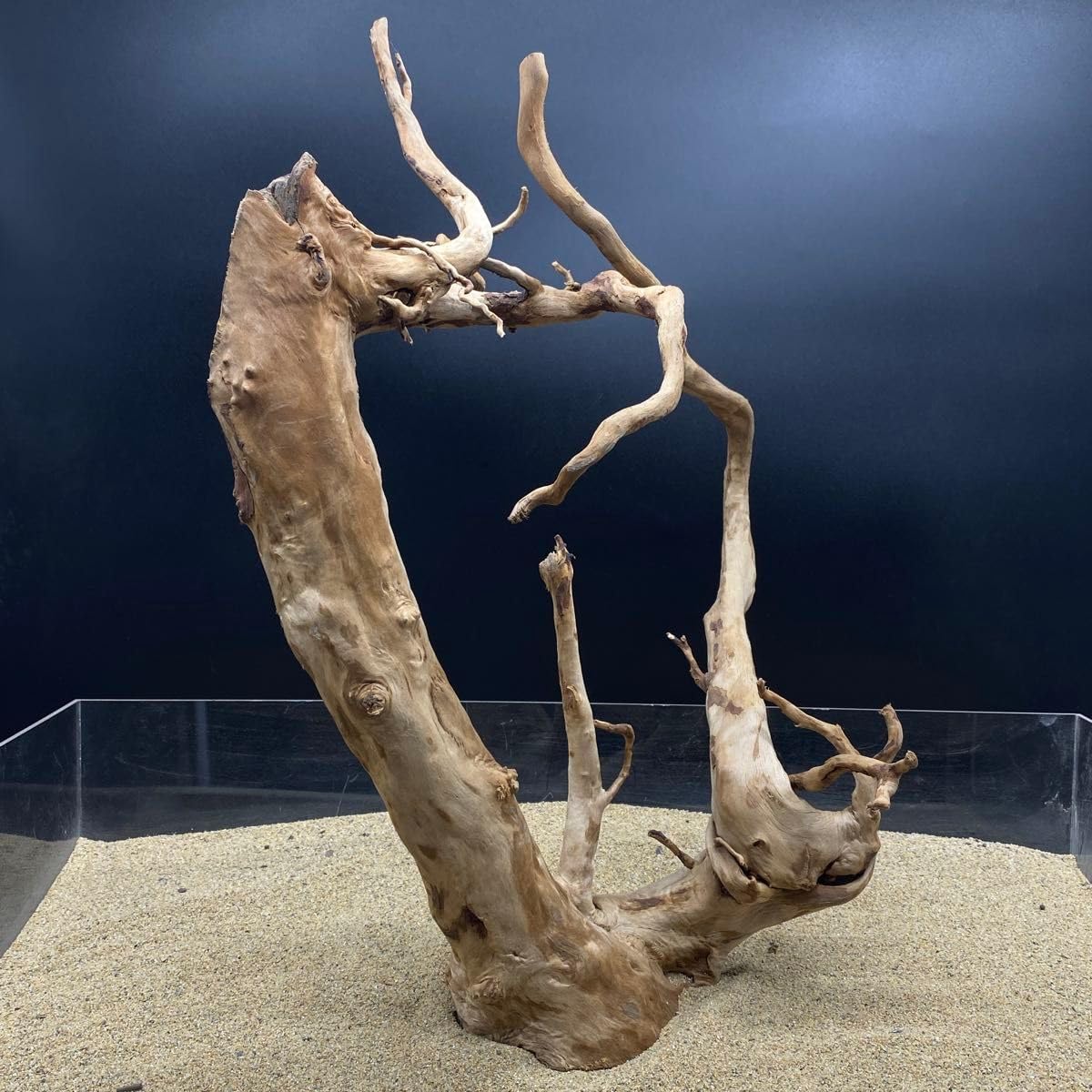 ADA ブランチウッド 流木 極品 ADA 天然ブランチウッド盆栽流木 水槽幅