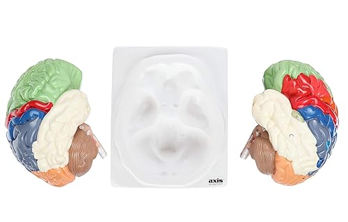 Miniatura 4 de Axis Scientific cerebro humano con regiones rotuladas, tamaño real. Incluye manual colorido del producto (idioma español no garantizado), base de