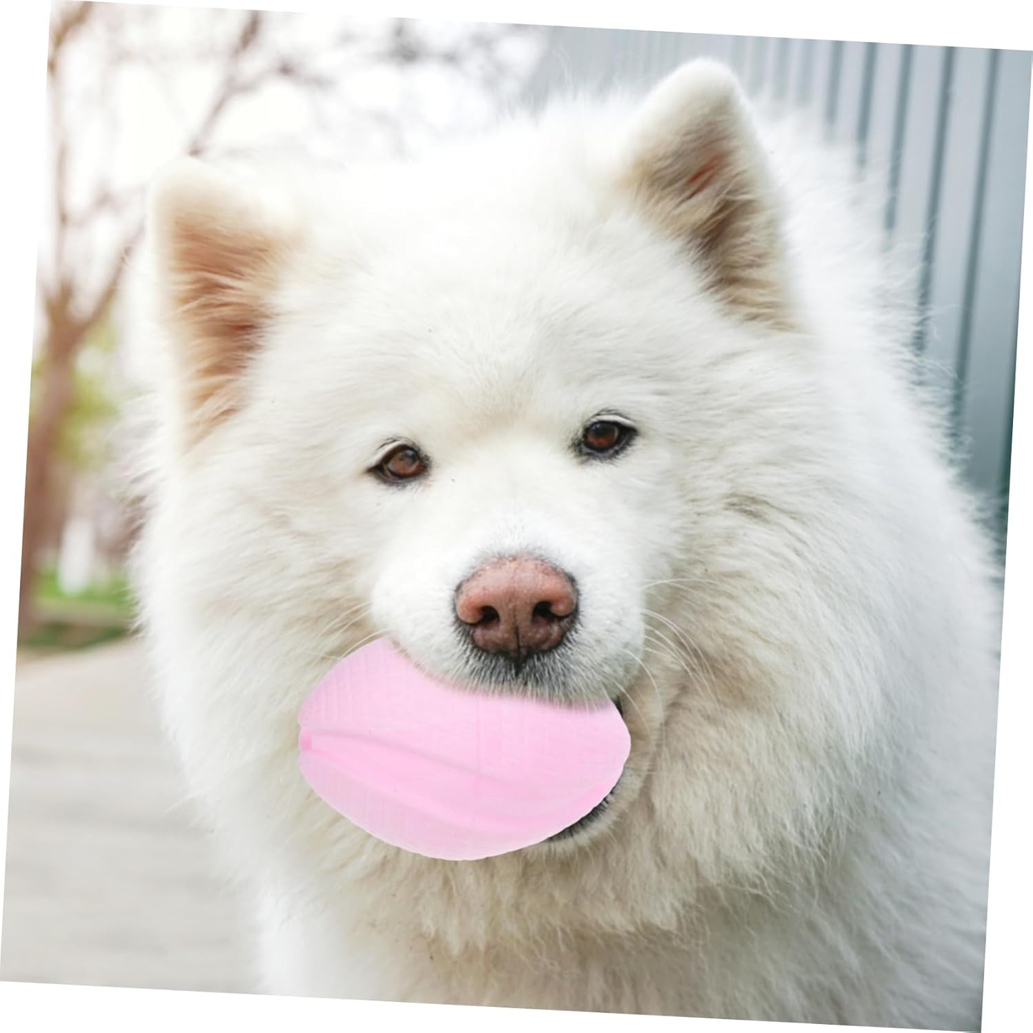 SUPVOX 5pcs Dog Molar Floating Chew Toy for Puppies and Dogs Interactive for Outdoor Fun Easy to Clean