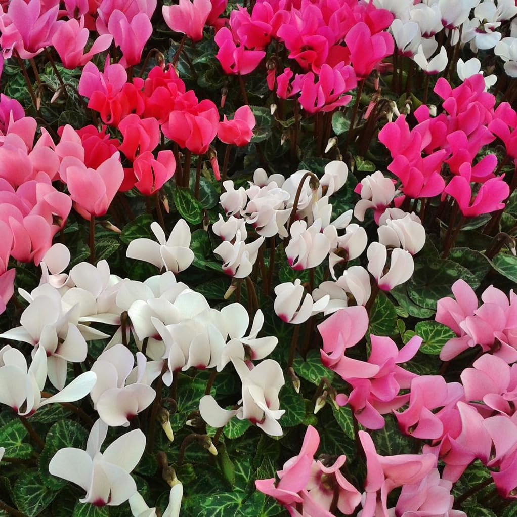 Cyclamen Neapolitanum Mixed Flower Seeds - 6 Seeds