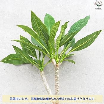 Amazon.co.jp: プルメリア苗木 品種：スターホワイト 5号鉢 【品種で