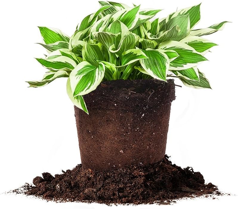 Patriot HOSTA - Size: 1 Gallon, Live Plant, Includes Special Blend Fertilizer & Planting Guide