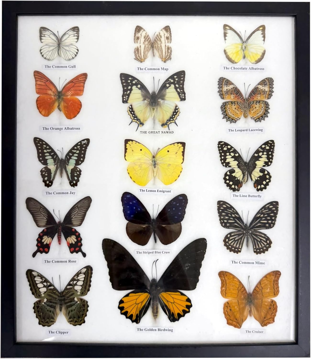 Real Framed Butterflies – Butterfly Moth Art Display Taxidermy Artwork Wall Décor, Natural Exquisite Collection, 15 Specimens in 15 x 13 Frame